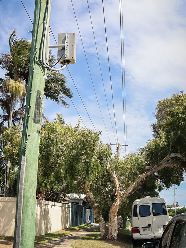 Trees growing into powerlines