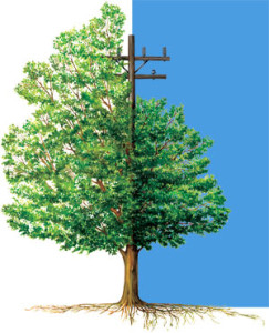 Cambistat Tree Growth Management