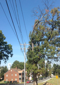 Bad Pruning