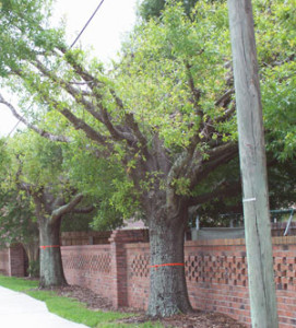 Trees under power lines