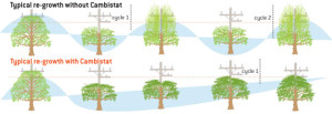 Re-Growth Cycles