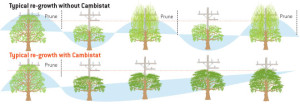 Prune Cycle Comparison