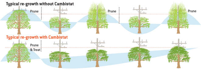 Prune Cycle Comparison