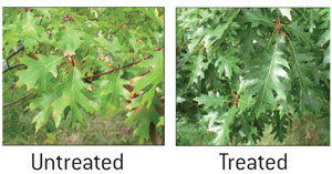 treated-leaves