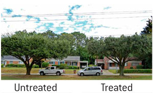 Treated - Untreated Trees